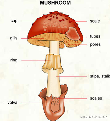 Mushroom  (Visual Dictionary)